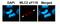 MLC-2 antibody, PA5-67499, Invitrogen Antibodies, Immunofluorescence image 