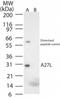 Vaccinia Virus A27L protein antibody, NB100-56456, Novus Biologicals, Western Blot image 