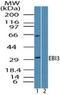 Epstein-Barr Virus Induced 3 antibody, PA5-23297, Invitrogen Antibodies, Western Blot image 