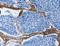 Collagen Type III Alpha 1 Chain antibody, LS-B16486, Lifespan Biosciences, Immunohistochemistry frozen image 