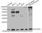 RNA polymerase II RBP8 antibody, A13339, ABclonal Technology, Western Blot image 