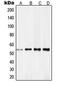 Retinoid X Receptor Gamma antibody, LS-C352812, Lifespan Biosciences, Western Blot image 