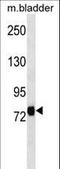 Leucine Rich Repeat Containing 4C antibody, LS-C158075, Lifespan Biosciences, Western Blot image 