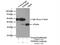 Translocase Of Inner Mitochondrial Membrane 50 antibody, 22229-1-AP, Proteintech Group, Immunoprecipitation image 