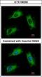 ARF7 antibody, GTX108258, GeneTex, Immunofluorescence image 