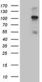 NLR Family Member X1 antibody, MA5-27207, Invitrogen Antibodies, Western Blot image 