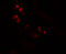 NK2 Homeobox 2 antibody, 6743, ProSci, Immunofluorescence image 