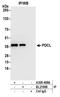 Phosducin-like protein antibody, A305-498A, Bethyl Labs, Immunoprecipitation image 