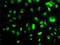 Mesenchyme Homeobox 2 antibody, H00004223-M02, Novus Biologicals, Immunocytochemistry image 