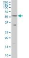 Solute Carrier Family 33 Member 1 antibody, H00009197-D01P, Novus Biologicals, Western Blot image 