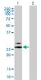 Ribonuclease A Family Member 2 antibody, H00006036-B01P, Novus Biologicals, Western Blot image 