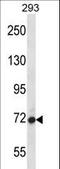 ArfGAP With GTPase Domain, Ankyrin Repeat And PH Domain 4 antibody, LS-C156142, Lifespan Biosciences, Western Blot image 