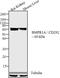 Bone Morphogenetic Protein Receptor Type 1A antibody, 38-6000, Invitrogen Antibodies, Western Blot image 