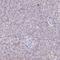 Ermin antibody, HPA038295, Atlas Antibodies, Immunohistochemistry paraffin image 