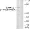 LIM Domain Kinase 2 antibody, LS-C199202, Lifespan Biosciences, Western Blot image 
