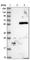 Transmembrane Protein 151A antibody, HPA041035, Atlas Antibodies, Western Blot image 