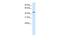 High Mobility Group 20B antibody, PA5-68808, Invitrogen Antibodies, Western Blot image 