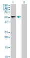 EDIL3 antibody, H00010085-B01P, Novus Biologicals, Western Blot image 