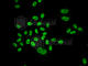 Minichromosome Maintenance Complex Component 6 antibody, A1955, ABclonal Technology, Immunofluorescence image 