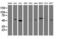 TUB Like Protein 3 antibody, M09384-1, Boster Biological Technology, Western Blot image 