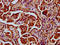 TATA-Box Binding Protein Associated Factor 4b antibody, LS-C681498, Lifespan Biosciences, Immunohistochemistry paraffin image 
