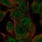 Protocadherin Gamma Subfamily A, 2 antibody, HPA010580, Atlas Antibodies, Immunofluorescence image 