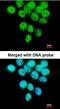 Tumor Protein P63 antibody, orb74210, Biorbyt, Immunofluorescence image 