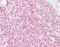IKAROS Family Zinc Finger 1 antibody, orb95349, Biorbyt, Immunohistochemistry paraffin image 
