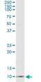 C-C Motif Chemokine Ligand 18 antibody, H00006362-M03, Novus Biologicals, Immunoprecipitation image 