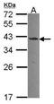 Endonuclease G antibody, PA5-30018, Invitrogen Antibodies, Western Blot image 