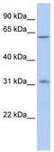 Zinc Finger Protein 677 antibody, TA341539, Origene, Western Blot image 