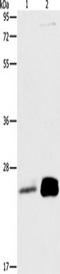 MOB Kinase Activator 1B antibody, TA350765, Origene, Western Blot image 