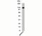 Importin 9 antibody, 33-039, ProSci, Western Blot image 