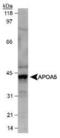 Apolipoprotein A5 antibody, MA1-16809, Invitrogen Antibodies, Western Blot image 
