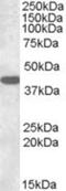 Gap Junction Protein Alpha 1 antibody, NBP1-51938, Novus Biologicals, Western Blot image 