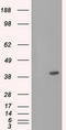 Basigin (Ok Blood Group) antibody, LS-C115196, Lifespan Biosciences, Western Blot image 