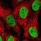 Hepatocyte Nuclear Factor 4 Alpha antibody, NBP1-89679, Novus Biologicals, Immunofluorescence image 