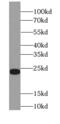 Fibroblast Growth Factor 16 antibody, FNab03091, FineTest, Western Blot image 