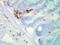 HSP70 antibody, 11096, QED Bioscience, Immunohistochemistry frozen image 