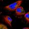 Ubiquitin Specific Peptidase 8 antibody, HPA050215, Atlas Antibodies, Immunofluorescence image 