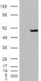 Fumarate Hydratase antibody, NB100-61663, Novus Biologicals, Western Blot image 