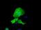 Ret Finger Protein Like 1 antibody, TA501492, Origene, Immunofluorescence image 