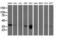 Microtubule Associated Protein RP/EB Family Member 2 antibody, LS-C172957, Lifespan Biosciences, Western Blot image 