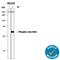 Jun Proto-Oncogene, AP-1 Transcription Factor Subunit antibody, MAB8930, R&D Systems, Western Blot image 