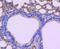 Cell Division Cycle 5 Like antibody, NBP2-67901, Novus Biologicals, Immunohistochemistry paraffin image 