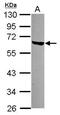 LSM14A MRNA Processing Body Assembly Factor antibody, GTX120902, GeneTex, Western Blot image 