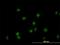 GATA Binding Protein 2 antibody, H00002624-M04, Novus Biologicals, Immunofluorescence image 