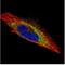 Actin Like 8 antibody, NBP1-33497, Novus Biologicals, Immunofluorescence image 