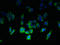 Tetraspanin 6 antibody, LS-C376955, Lifespan Biosciences, Immunofluorescence image 