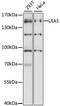 Unc-51 Like Autophagy Activating Kinase 1 antibody, GTX16974, GeneTex, Western Blot image 